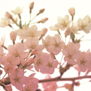 素材_桜