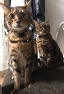 Cut2017_0105_1024_20