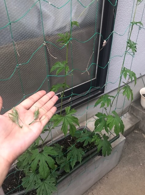 Cut2017_0630_1748_14