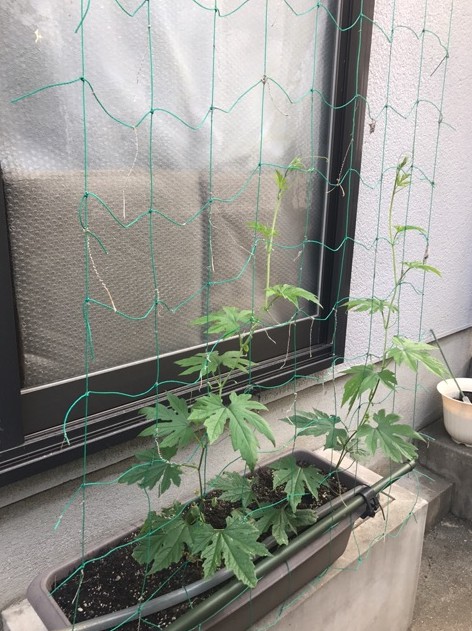 Cut2017_0630_1748_24