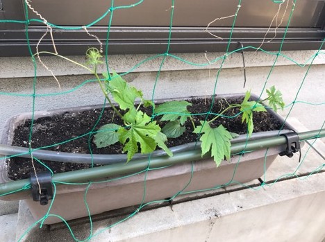 Cut2017_0630_1748_32