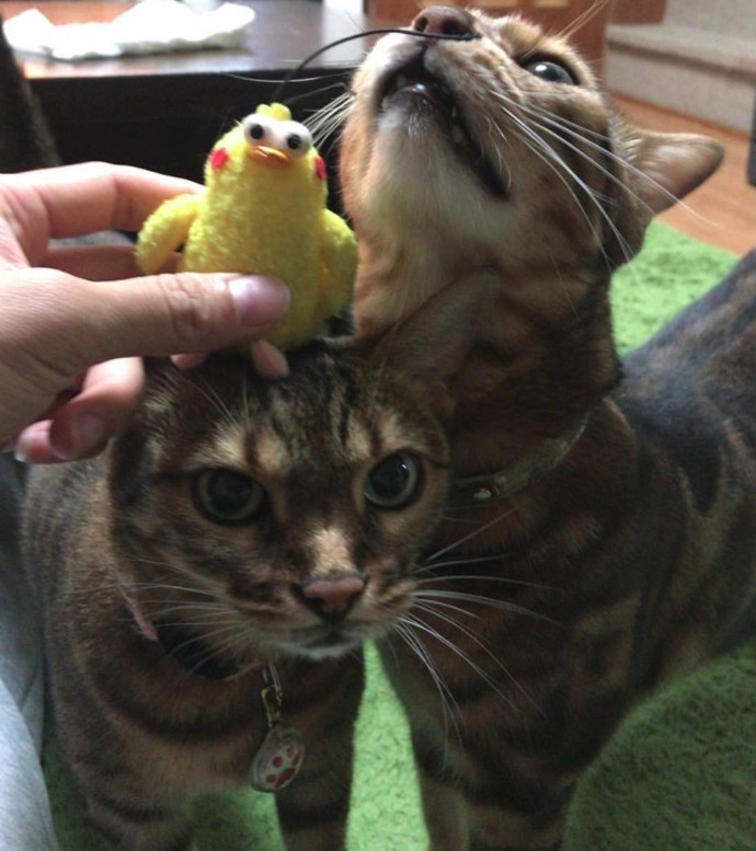 Cut2017_0817_1427_23