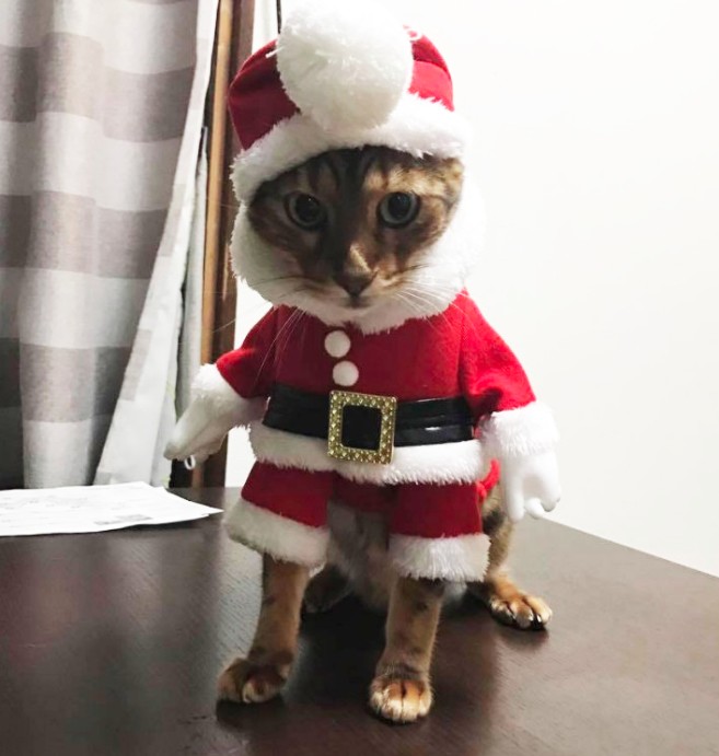 Cut2017_1221_1626_10