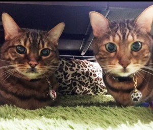 Cut2018_0710_1437_40