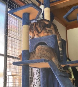 Cut2020_0925_1641_54