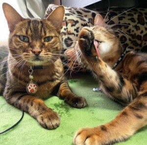 Cut2020_1228_0946_47